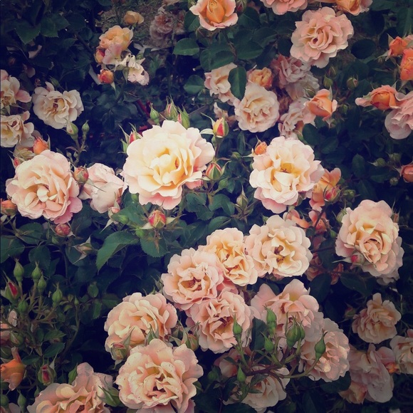 Meet your Posher, Jennifer - Picture 1 of 1